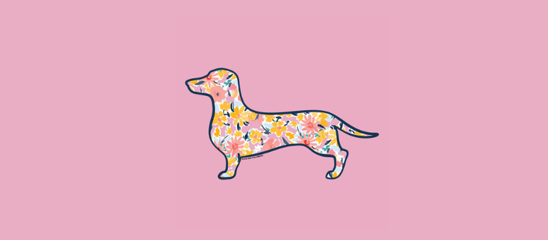 Dachshund Collection – Teddy the Dog
